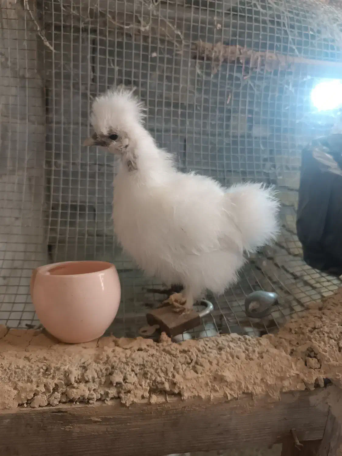 جوجه ابریشمی|حیوانات مزرعه|مینودشت, |دیوار