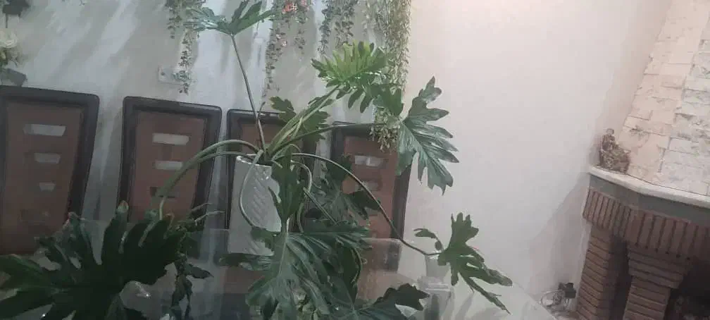 گل های آپارتمانی ورق بزنید|گل و گیاه طبیعی|کرج, باغستان|دیوار