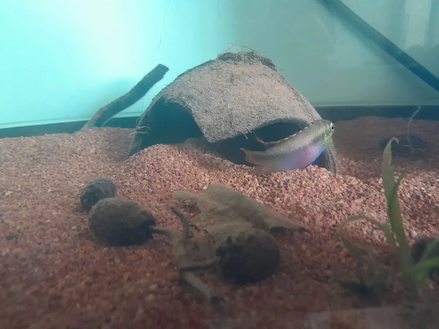 جفت کربنسیس|ماهی|رودهن, |دیوار