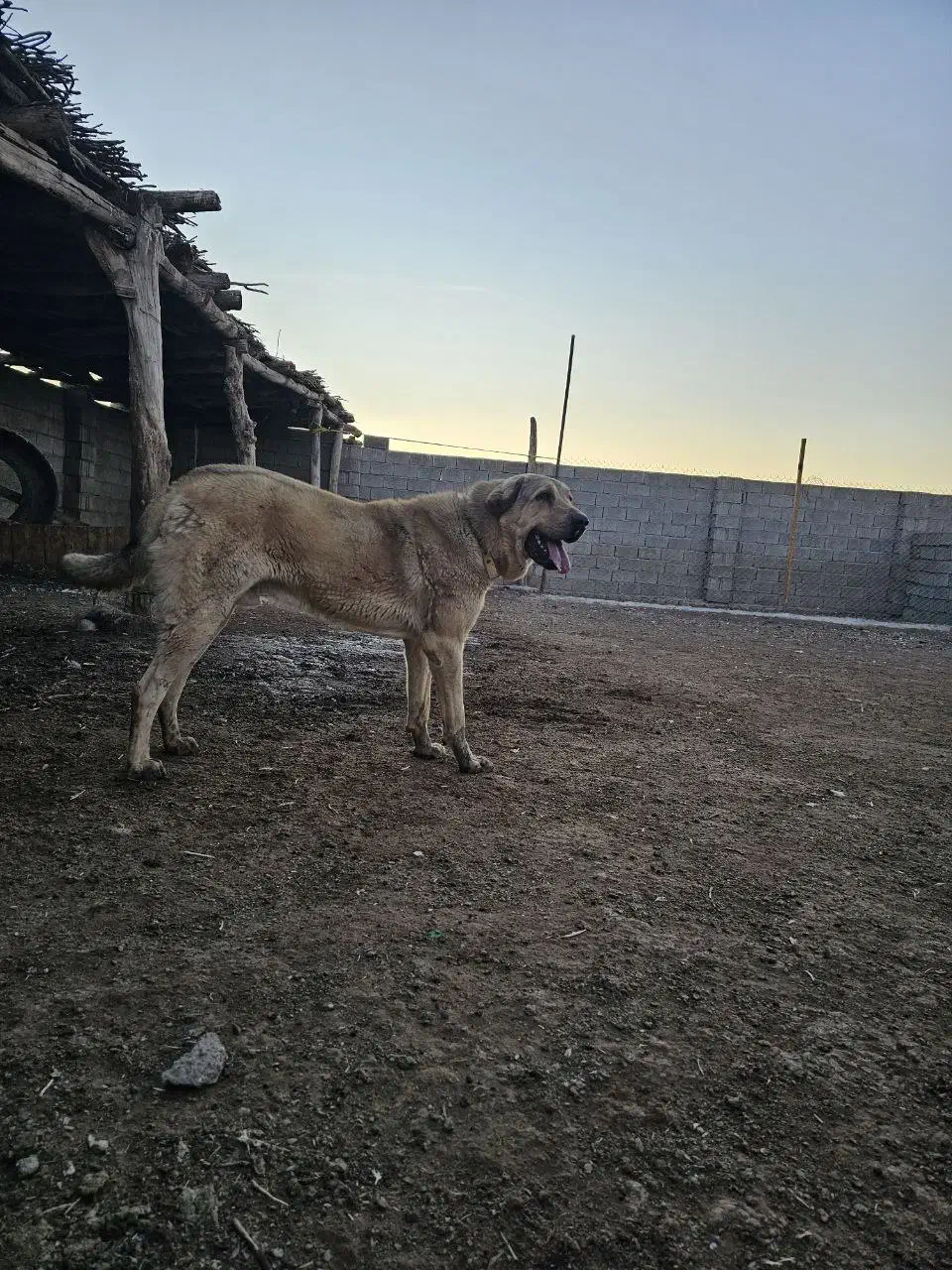 سگ نر|سگ|یامچی, |دیوار