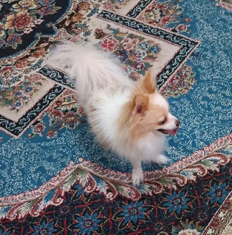 سگ نر|سگ|بندرعباس, |دیوار