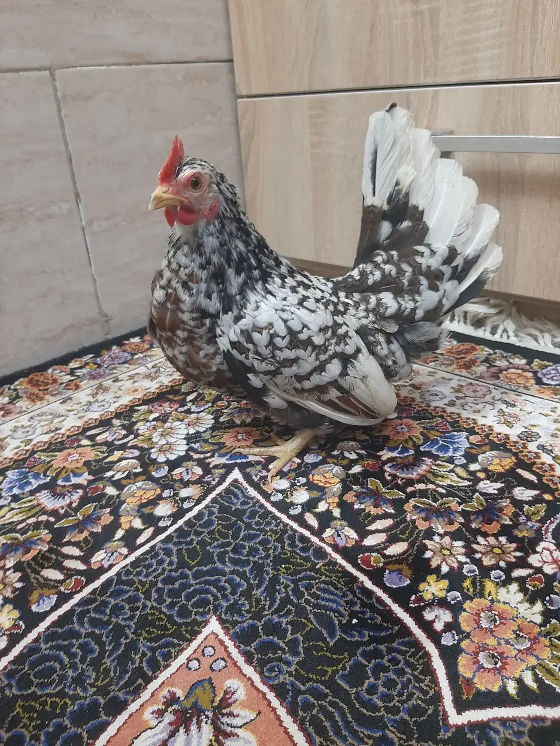 تخم مینیاتوری نطفه دار|حیوانات مزرعه|کهریزک, |دیوار