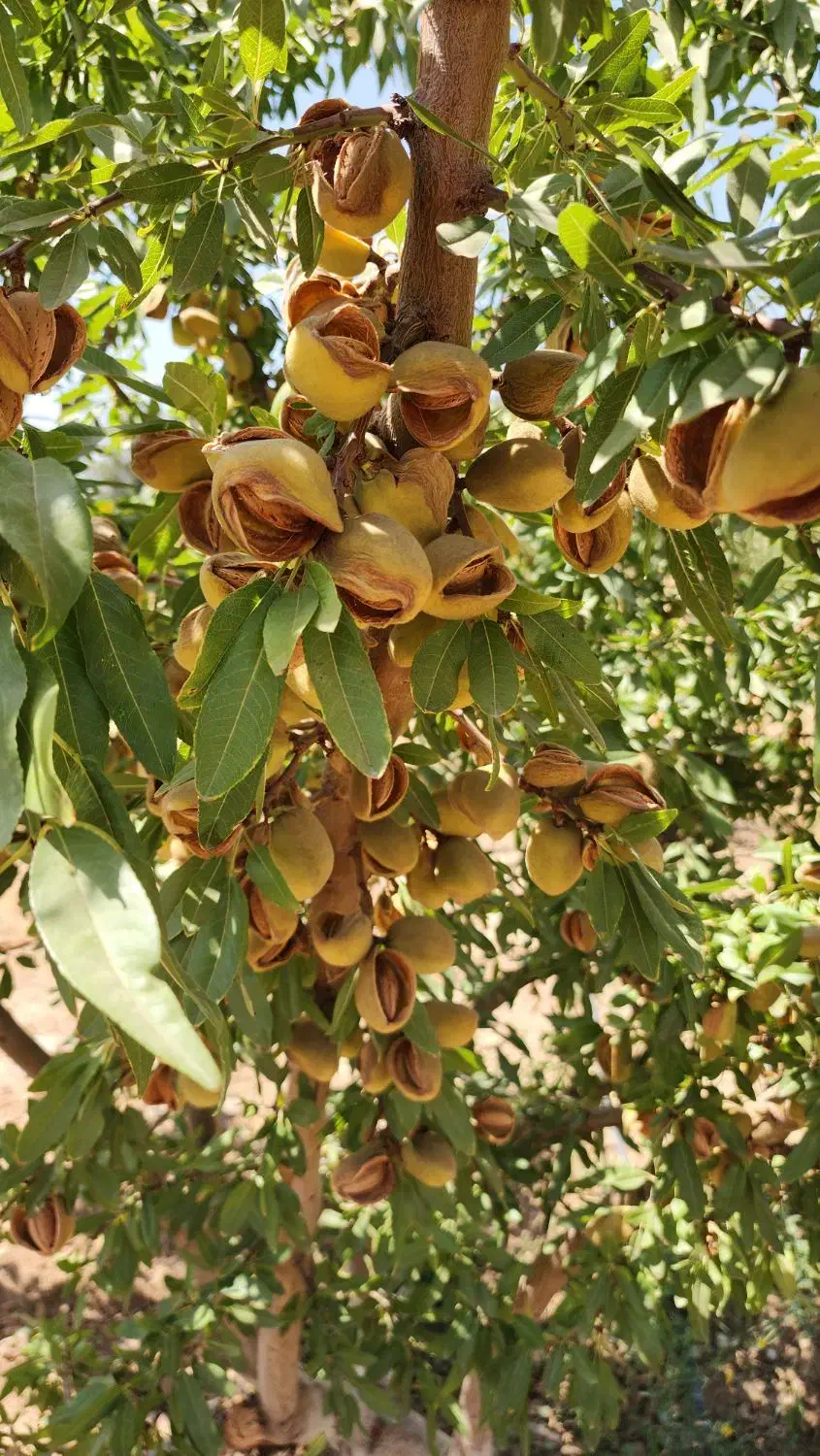 فروش نهال زودبارده|خدمات باغبانی و درختکاری|شیراز, حومه شیراز|دیوار