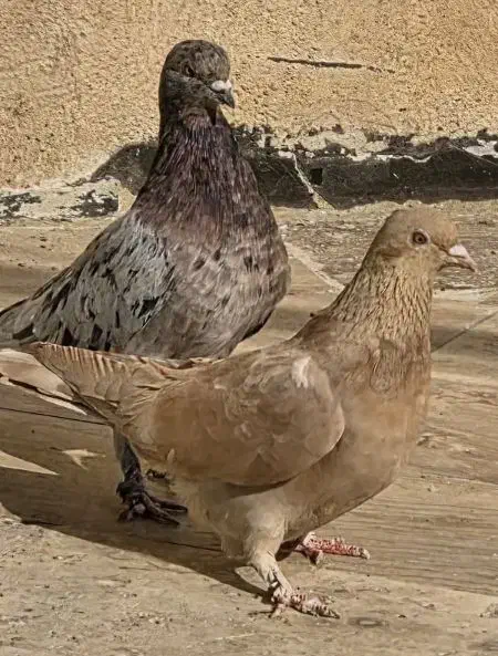 کفترسرور|پرنده|قم, آزادگان|دیوار