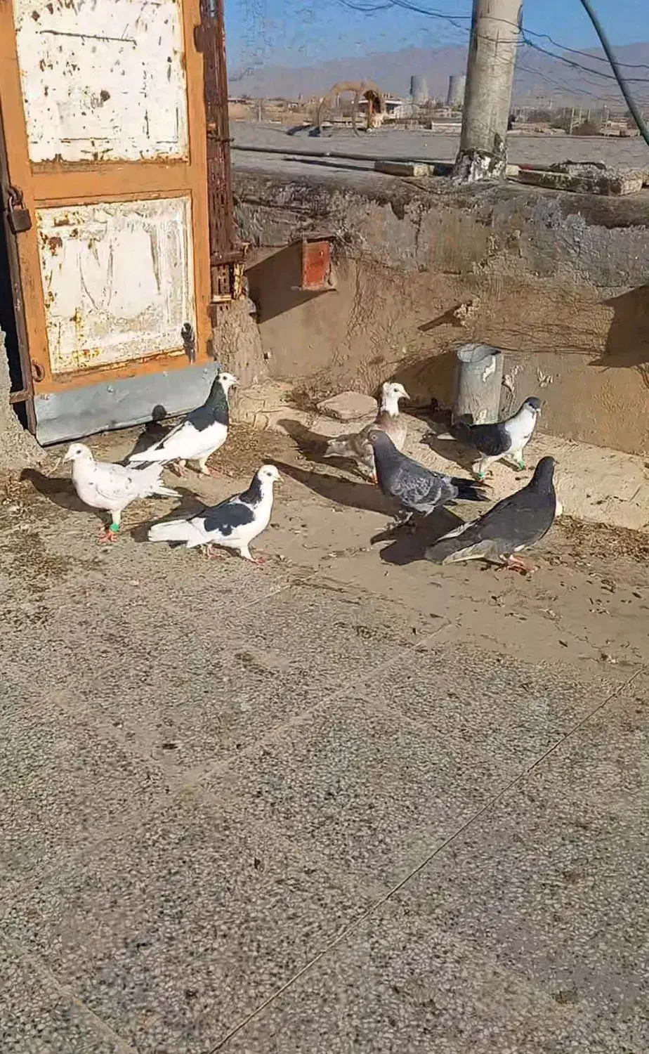 کفتر کبوتر|پرنده|شیروان (خراسان), |دیوار