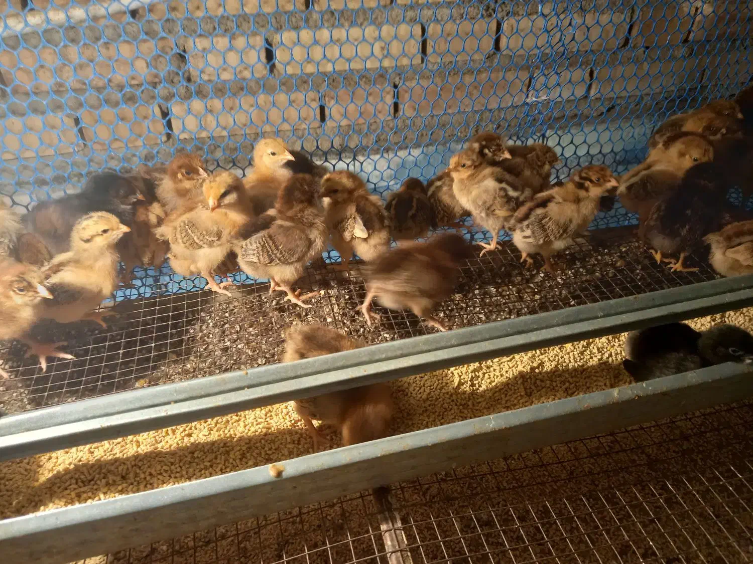 جوجه محلی گلپایگان|حیوانات مزرعه|گنبد کاووس, |دیوار