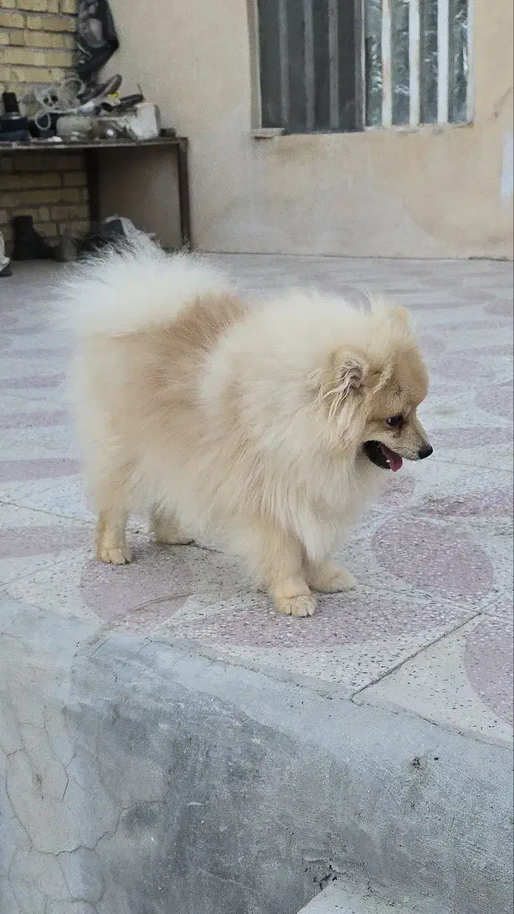 پامر روباهی|سگ|کوار, |دیوار