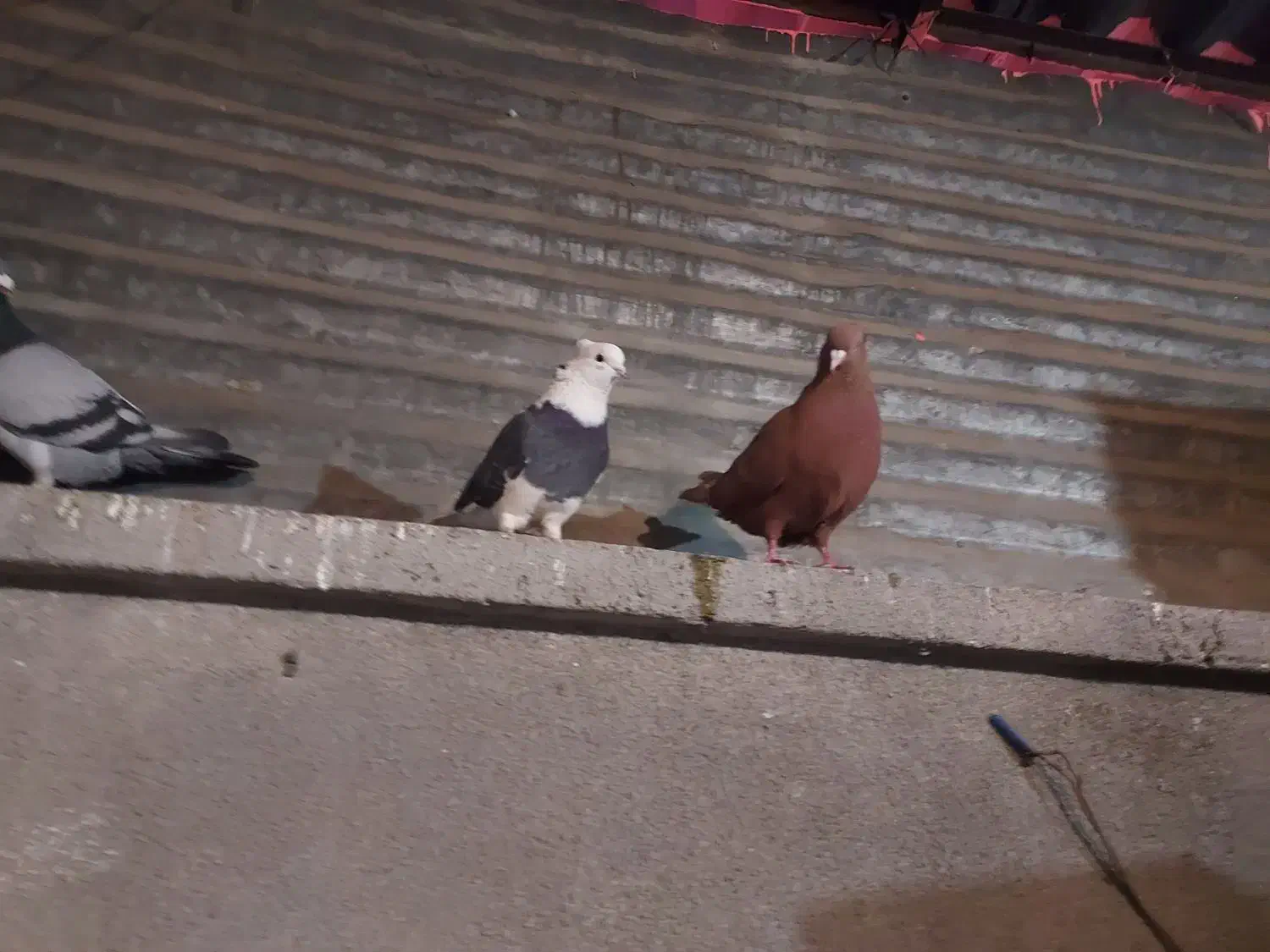 کبوتر|حیوانات|تهران, اختیاریه|دیوار