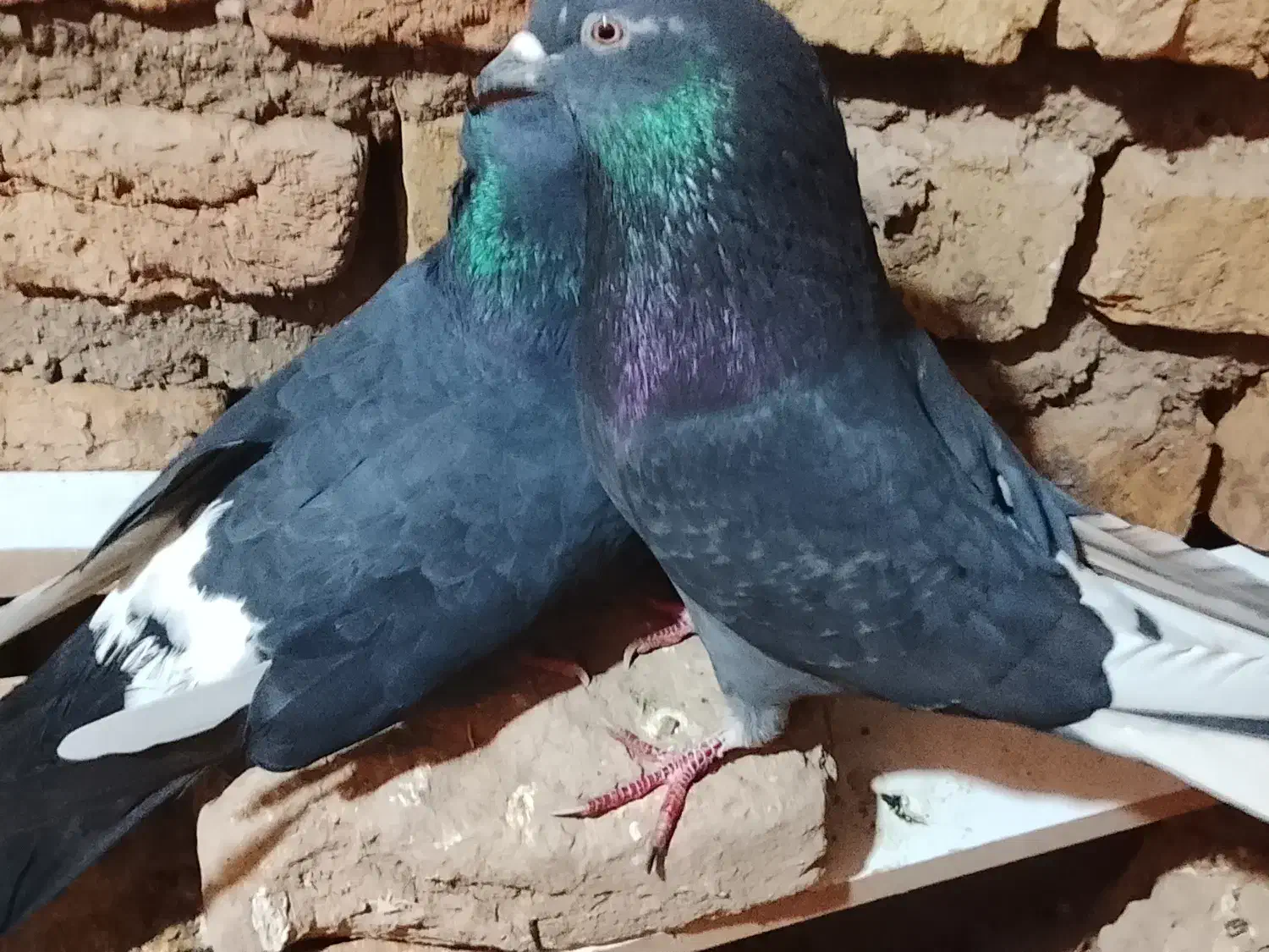 تعدادی کفتر پرشی و جوجه کشی|پرنده|گرمسار, |دیوار