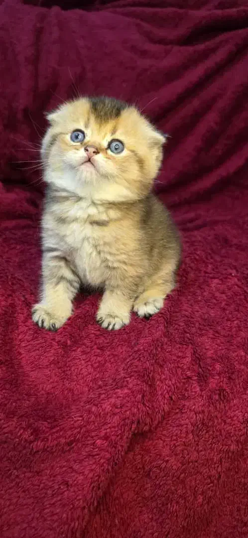 اصیل ترین گربه های بلو وگلد|گربه|جم, |دیوار