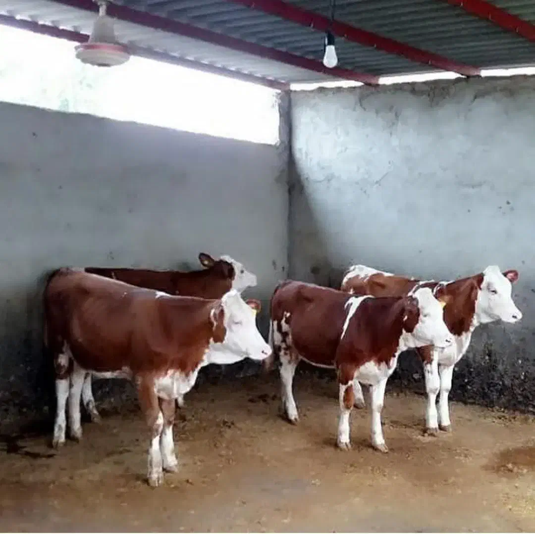 فروش گوساله های نمونه|حیوانات مزرعه|ساوه, |دیوار