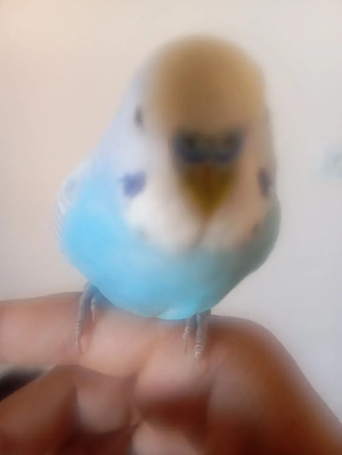 مرغ عشق مولد و دستی|پرنده|ایلام, |دیوار