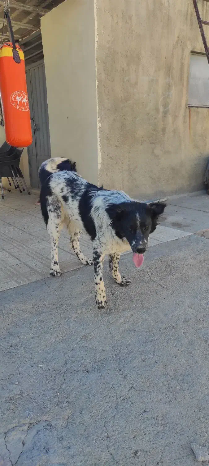 سگ گله|حیوانات مزرعه|فرخشهر, |دیوار