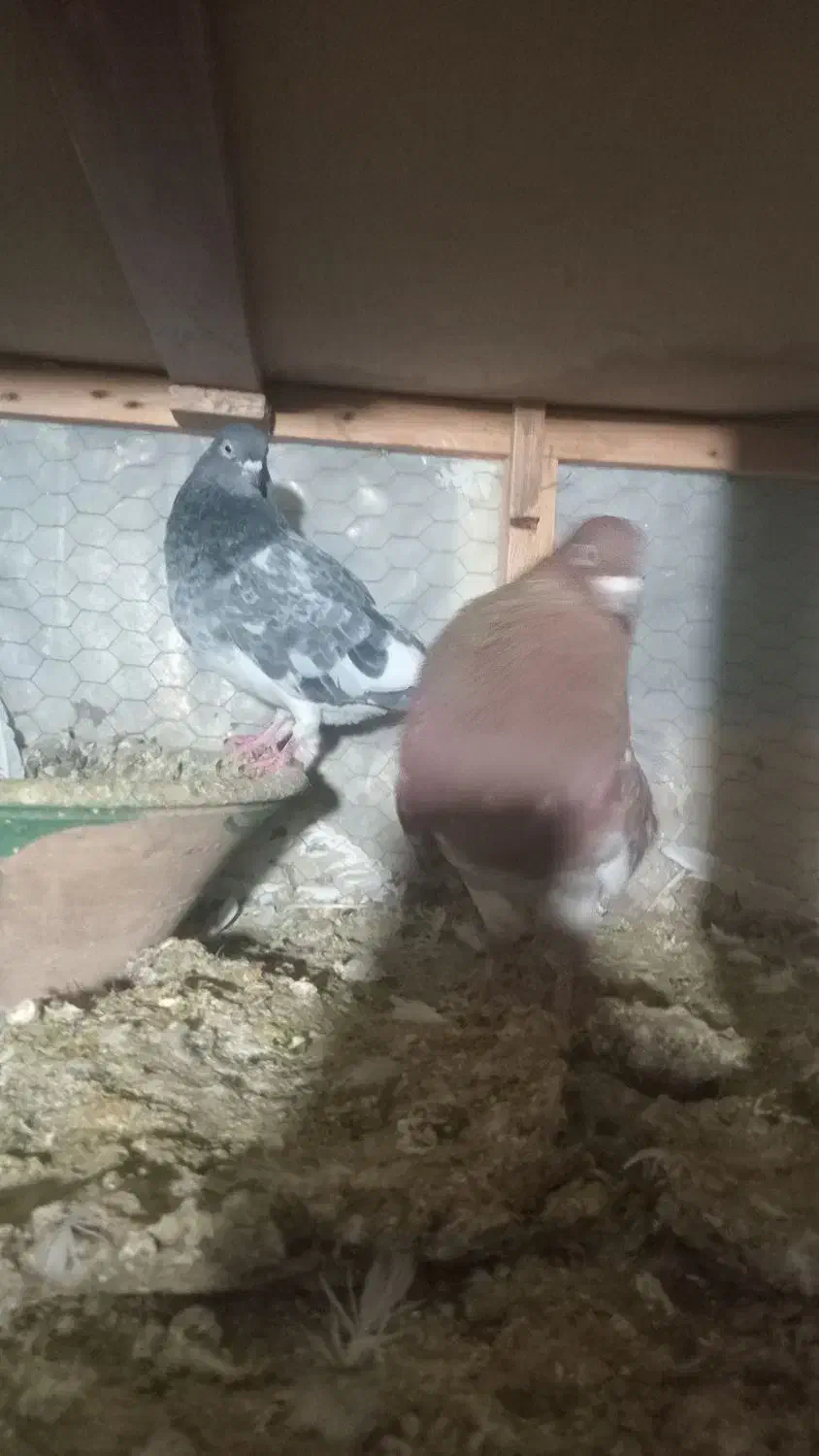 کبوتر رنگه|پرنده|مشهد, ویلاشهر|دیوار