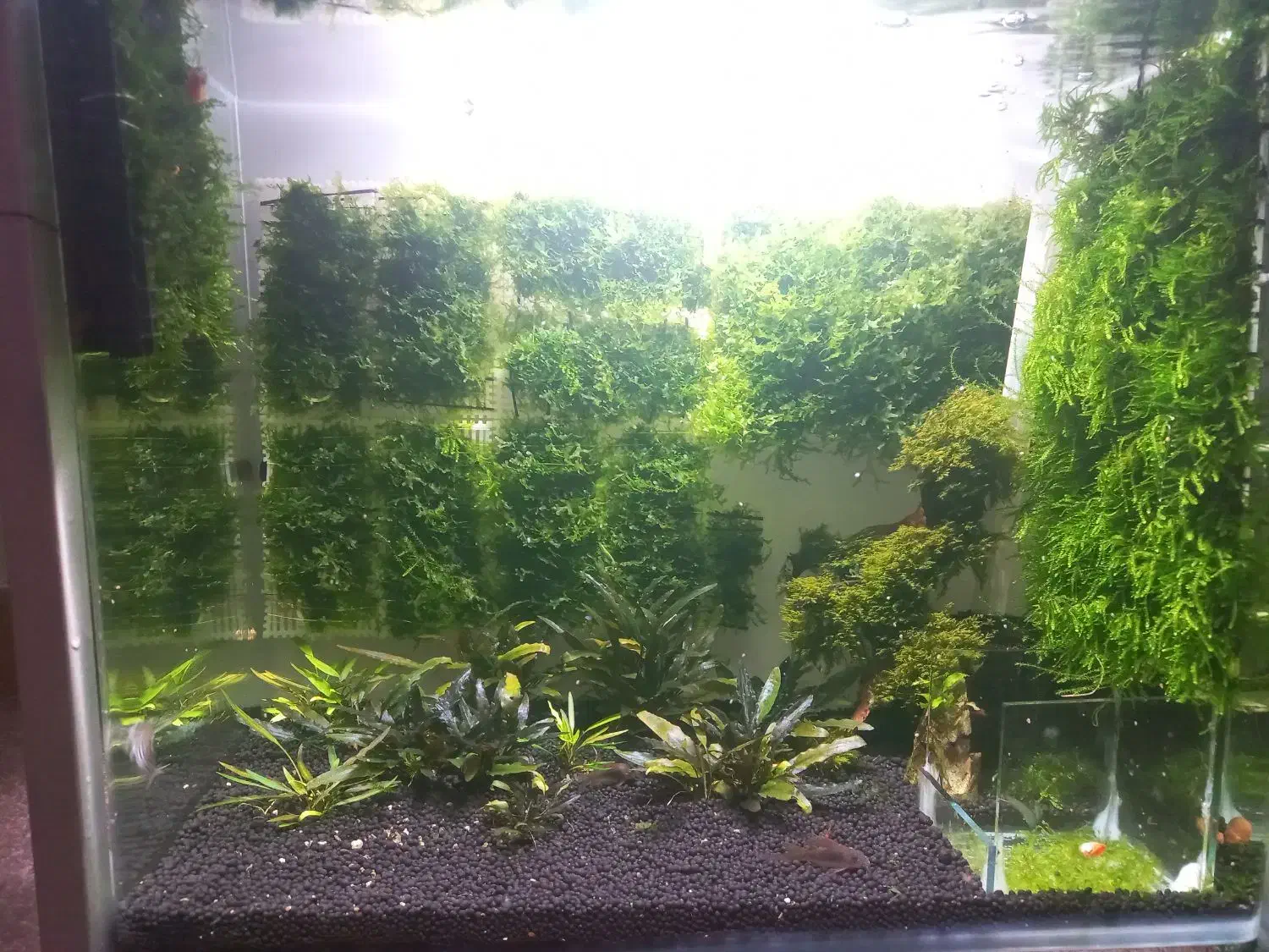 گیاه و خزه|ماهی|چهارباغ, |دیوار