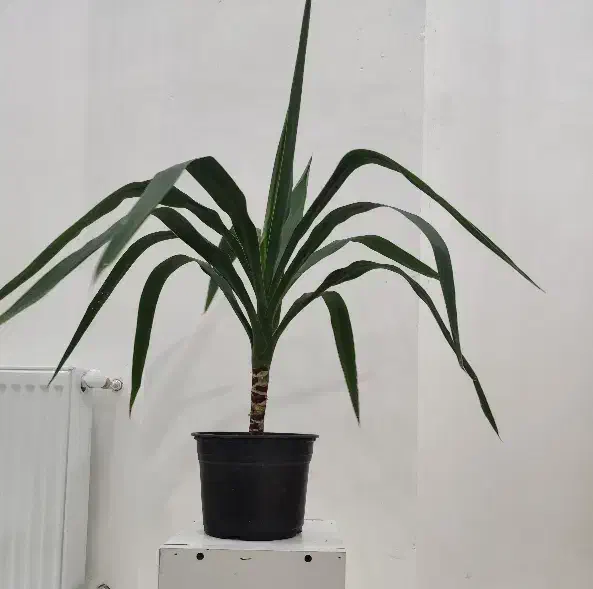 یوکا|گل و گیاه طبیعی|قزوین, |دیوار