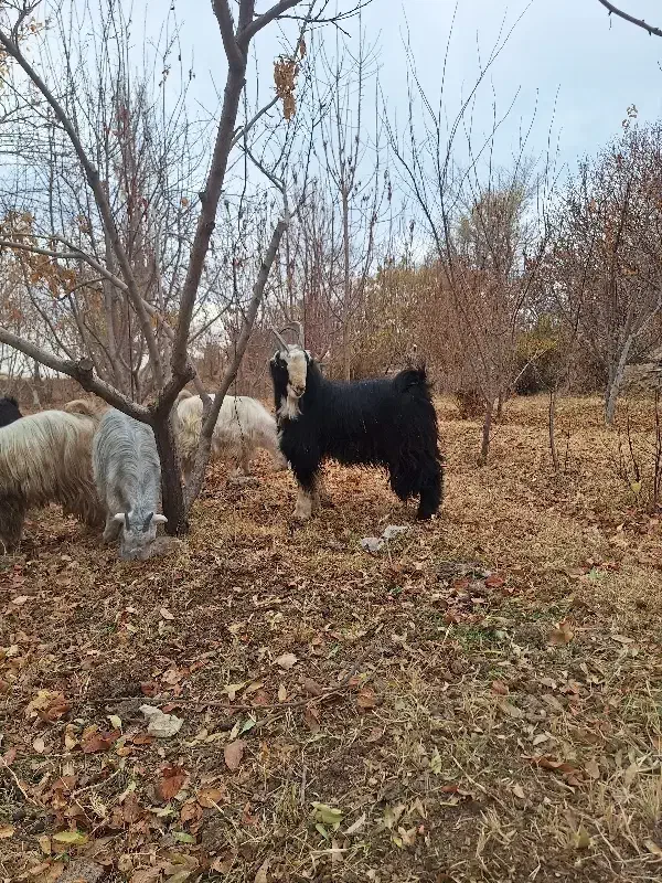 بزغاله دوبری شاخ انبر و بزغاله ماده پاکستانی|حیوانات مزرعه|مبارکه, |دیوار