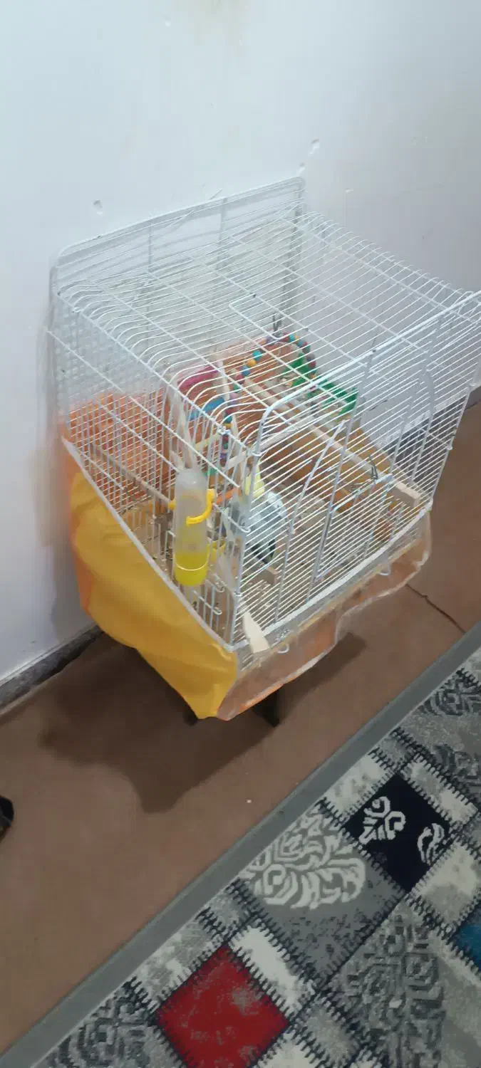 دوتا قفس دونه 200|لوازم جانبی حیوانات|تربت‌حیدریه, داروپخش|دیوار