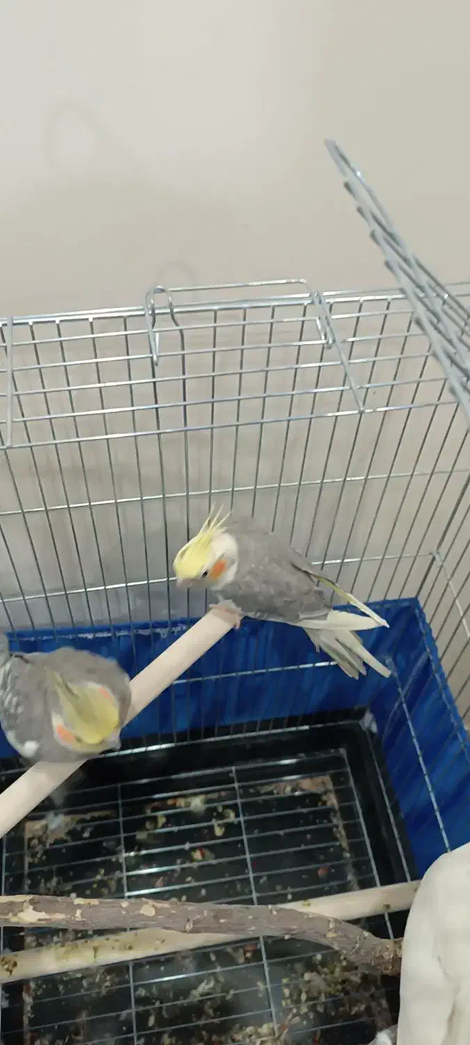 2عدد عروس هلندی نر|پرنده|پاکدشت, پاکدشت (مامازند)|دیوار