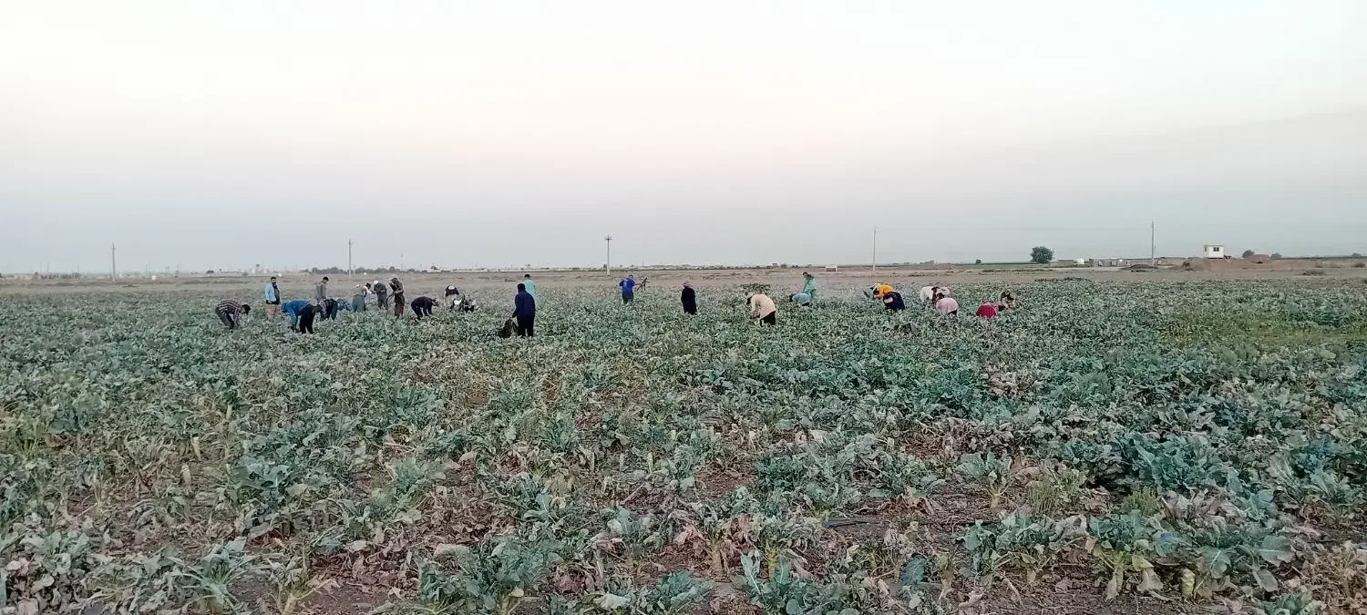 جذب کارگر ساده آقا و خانم جهت برداشت کلم بروکلی|استخدام صنعتی، فنی، مهندسی|آبیک, |دیوار