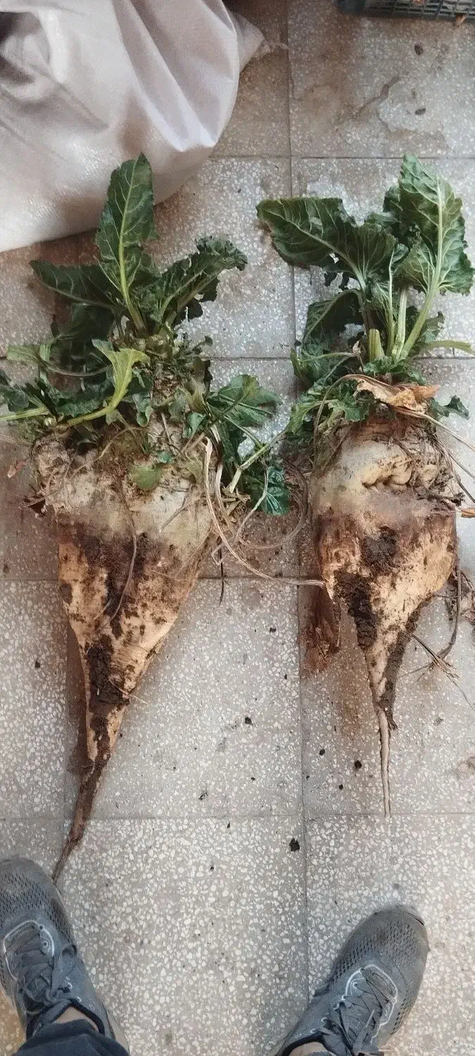 چغندر ،تفاله ،اذوقه|عمده‌فروشی|سبزوار, امیر کبیر|دیوار