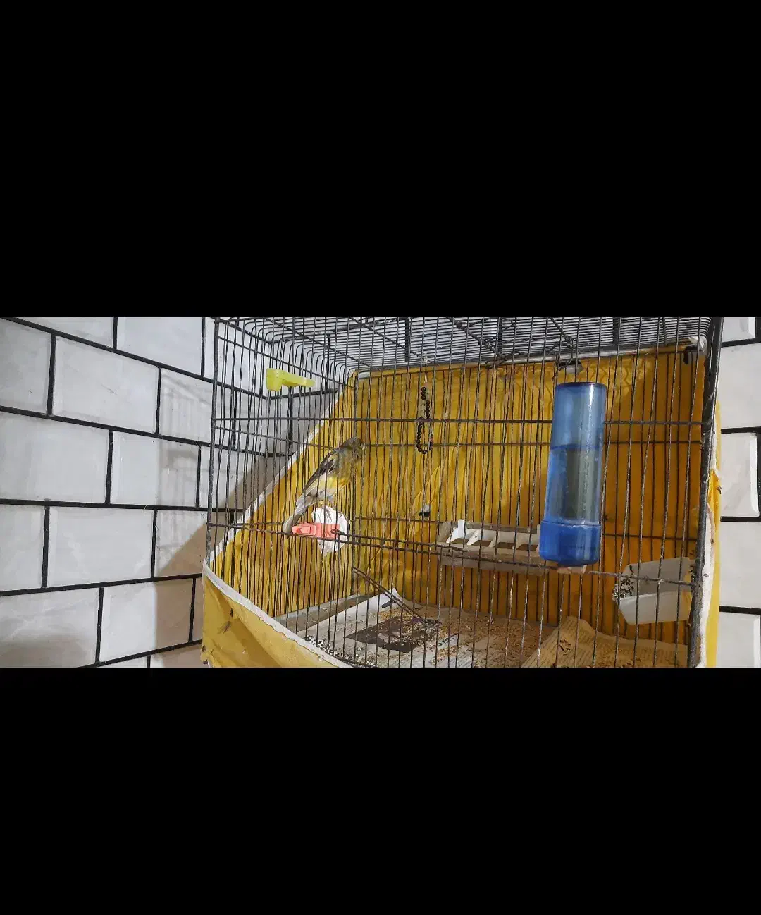 قناری نر|پرنده|ساوه, |دیوار