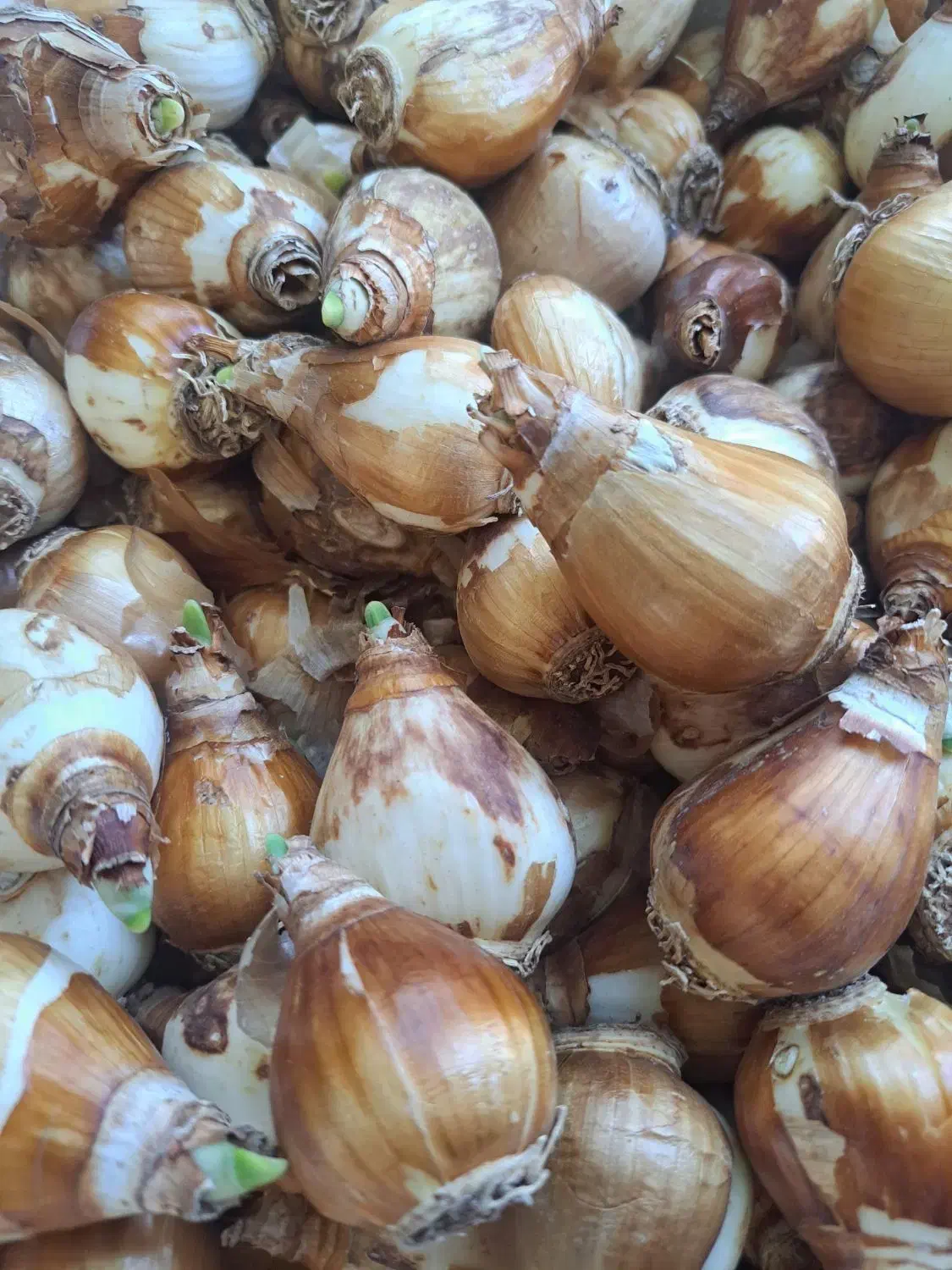 فروش انواع گل آپارتمانی و پیاز نرگس|گل و گیاه طبیعی|بیرجند, |دیوار