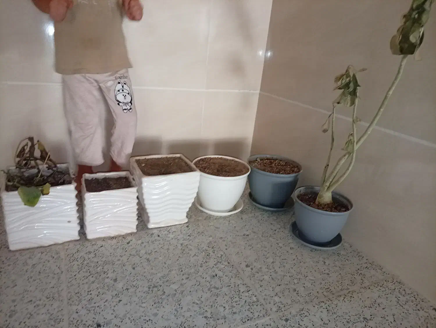 گلدان|گل و گیاه طبیعی|اردکان, |دیوار