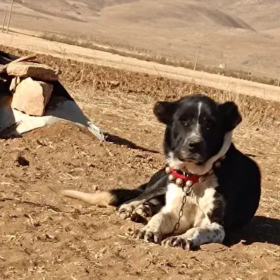 واگذاری سگ قدرجونی|سگ|دزفول, |دیوار