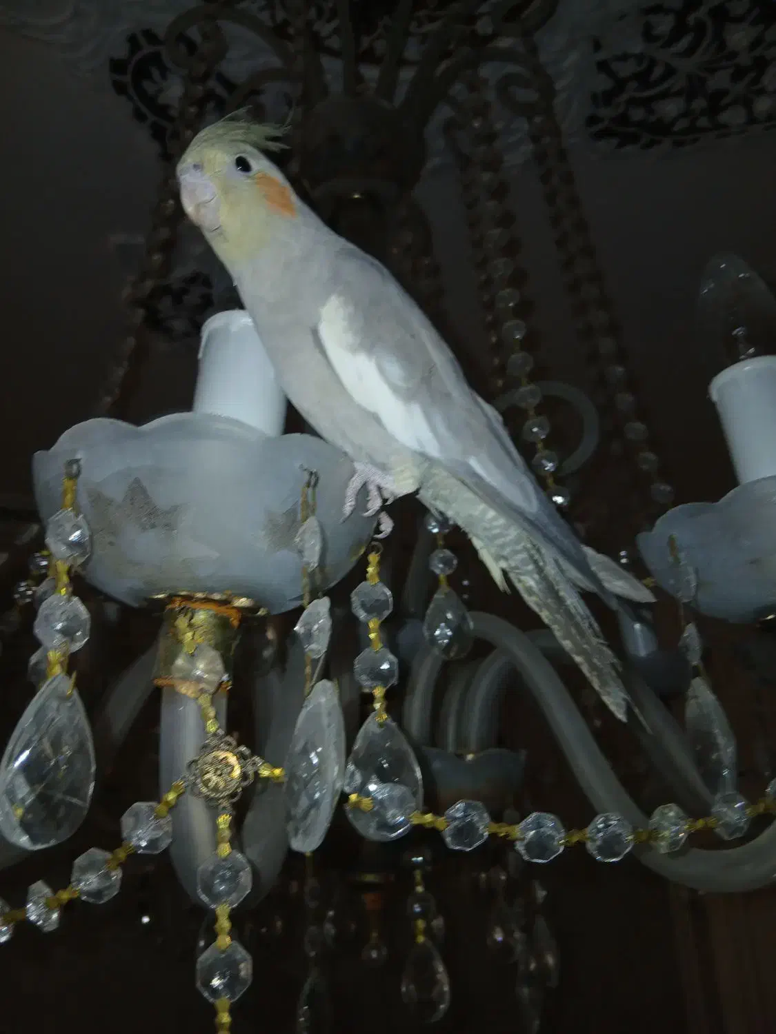 عروس هلندی|پرنده|قم, باجک دو|دیوار