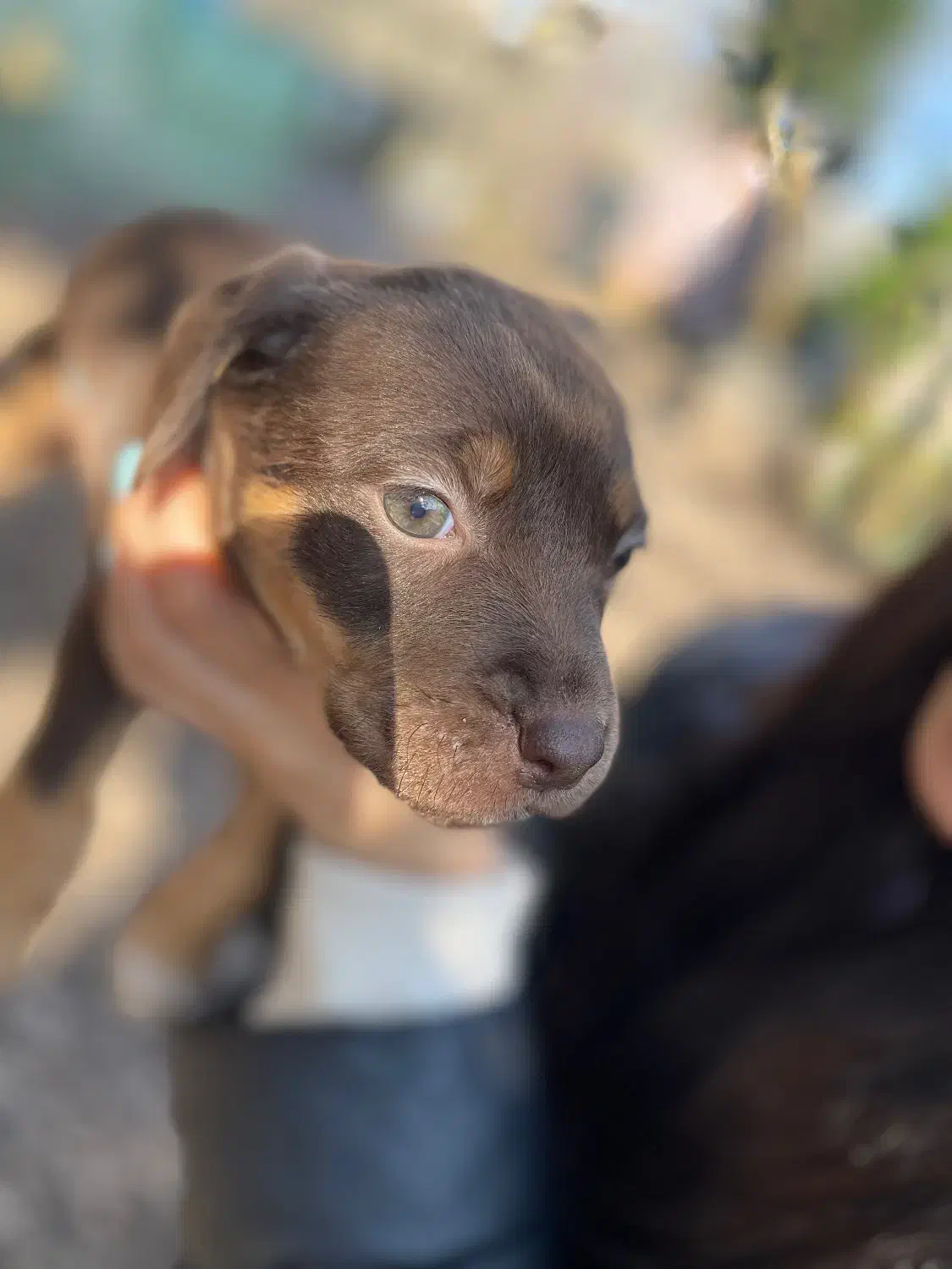 کنکورسو ماده|سگ|رشت, بازار|دیوار