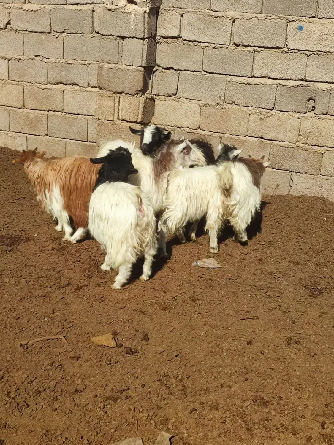 نر کره ماده کره|حیوانات مزرعه|کرمان, |دیوار