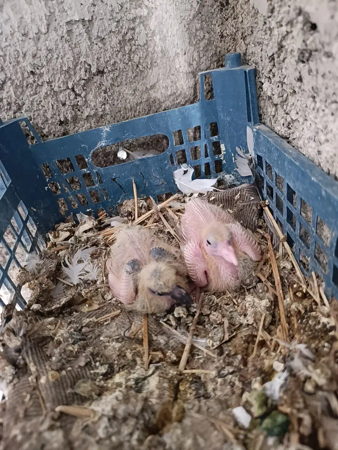 کبوتر گمشده در سرابله|پرنده|چرداول, |دیوار