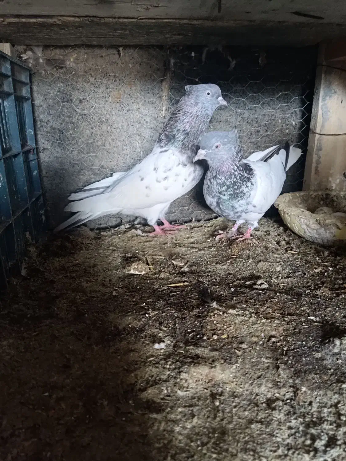 کبوتر|پرنده|سیمین شهر, |دیوار