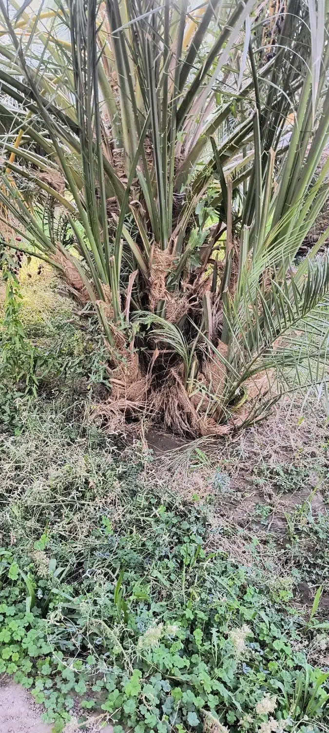 جنگ مضافتی|گل و گیاه طبیعی|گنبکی, |دیوار