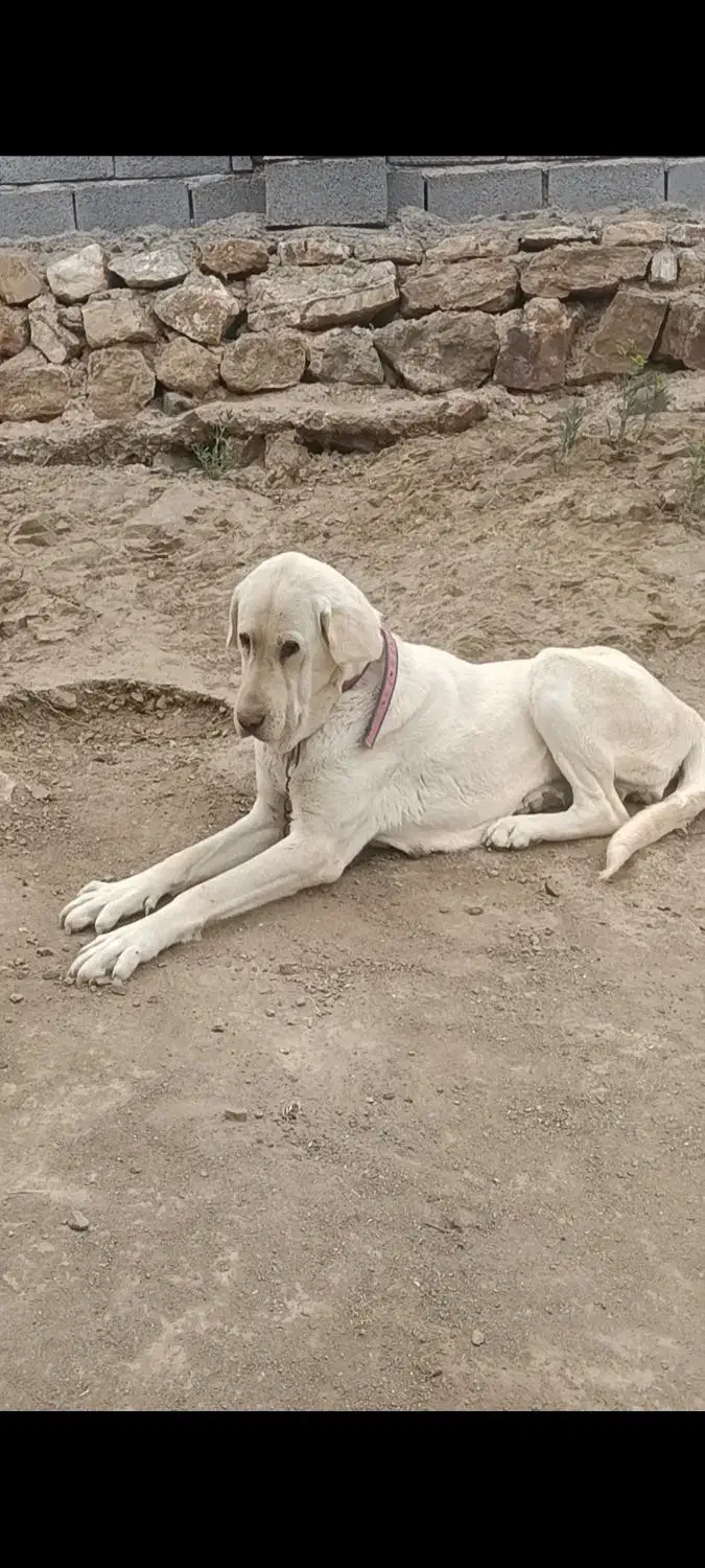 ماده دوساله پژدر|سگ|عجب شیر, |دیوار