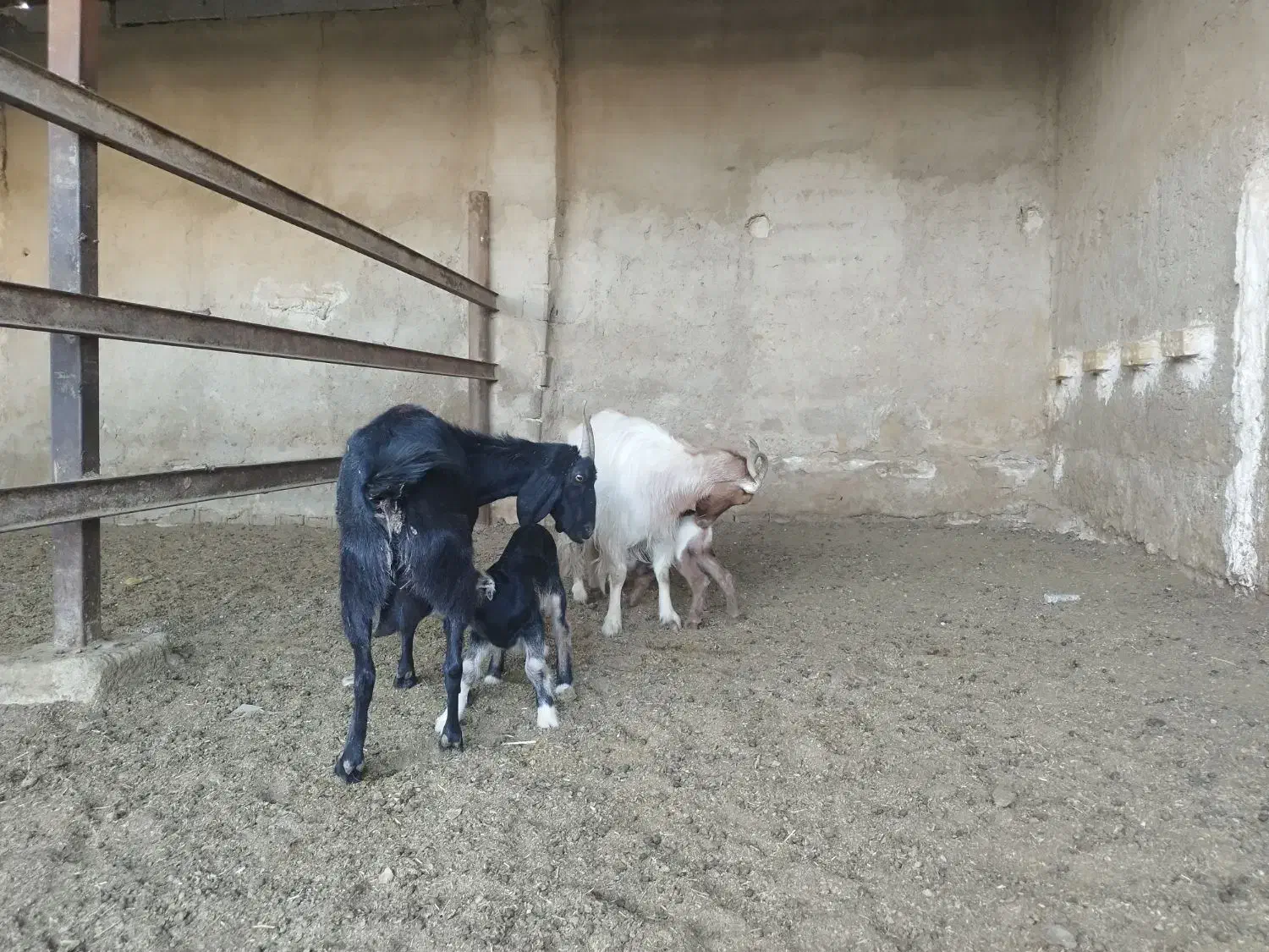 بز کهره دار|حیوانات مزرعه|شیراز, داریون|دیوار