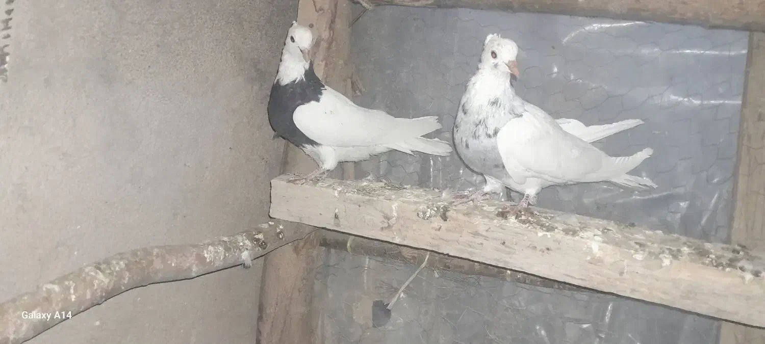 کبوتر طوقی وشازده|پرنده|چادگان, |دیوار