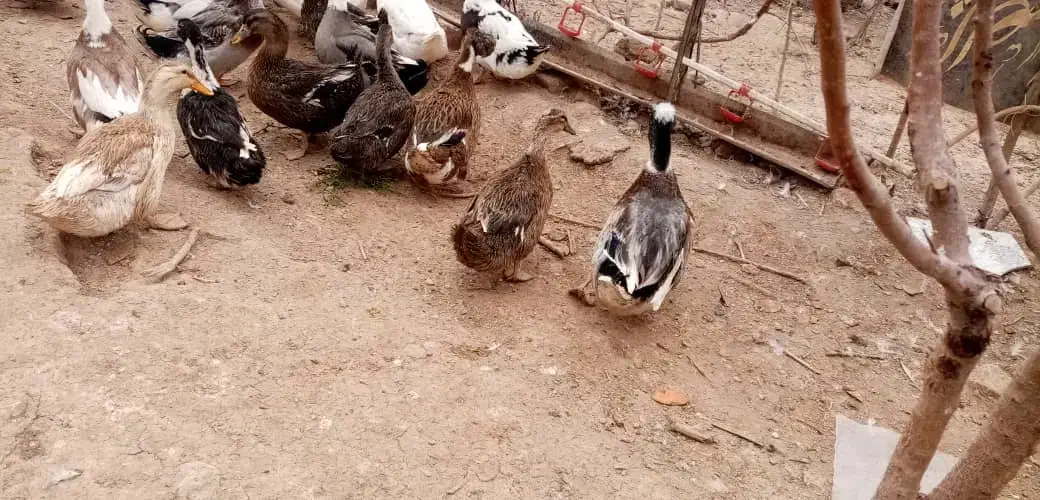 تخم اردک خوراکی 10 و نطفه دار13|حیوانات مزرعه|نجفآباد, مجاهد شمالی|دیوار