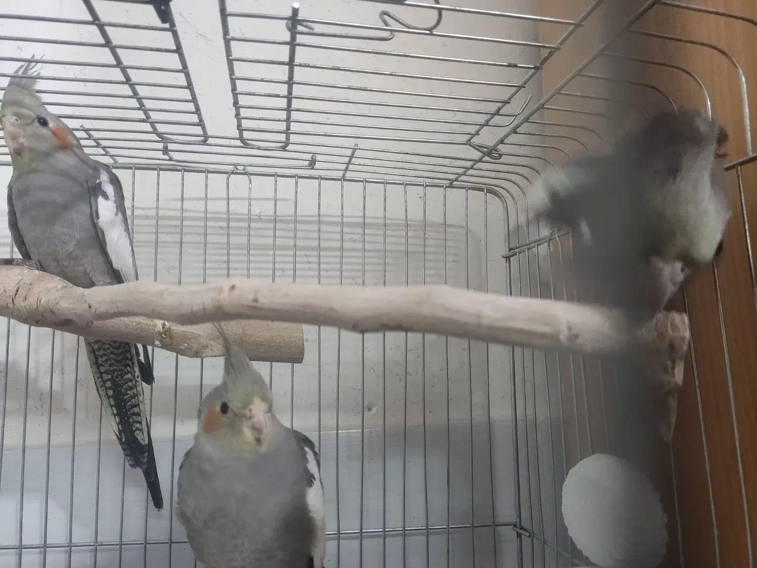 عروس هلندی|پرنده|قزوین, |دیوار