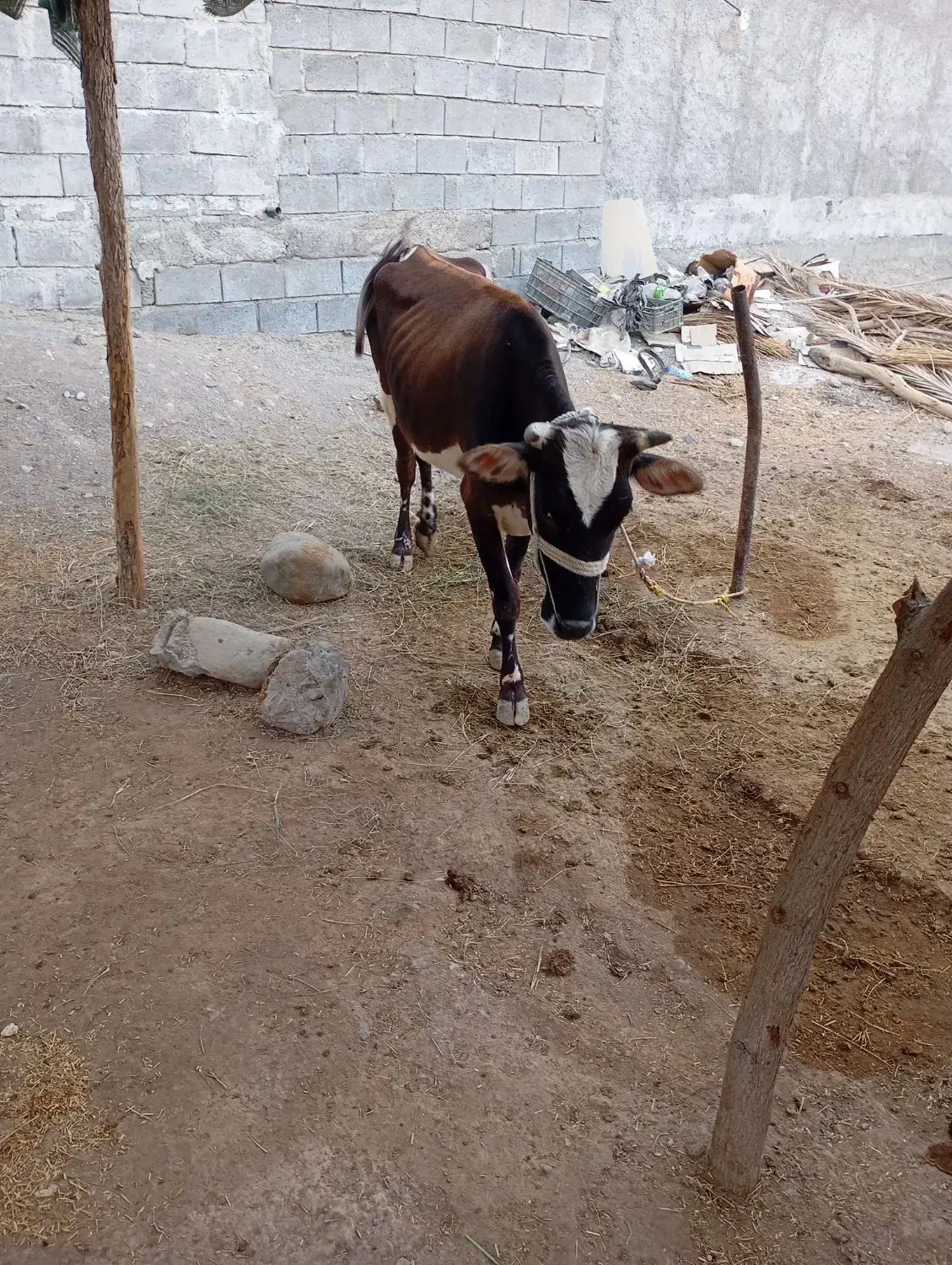 سلام ‌فروش‌گاو‌باگوساله‌وشتر|حیوانات مزرعه|میناب, |دیوار
