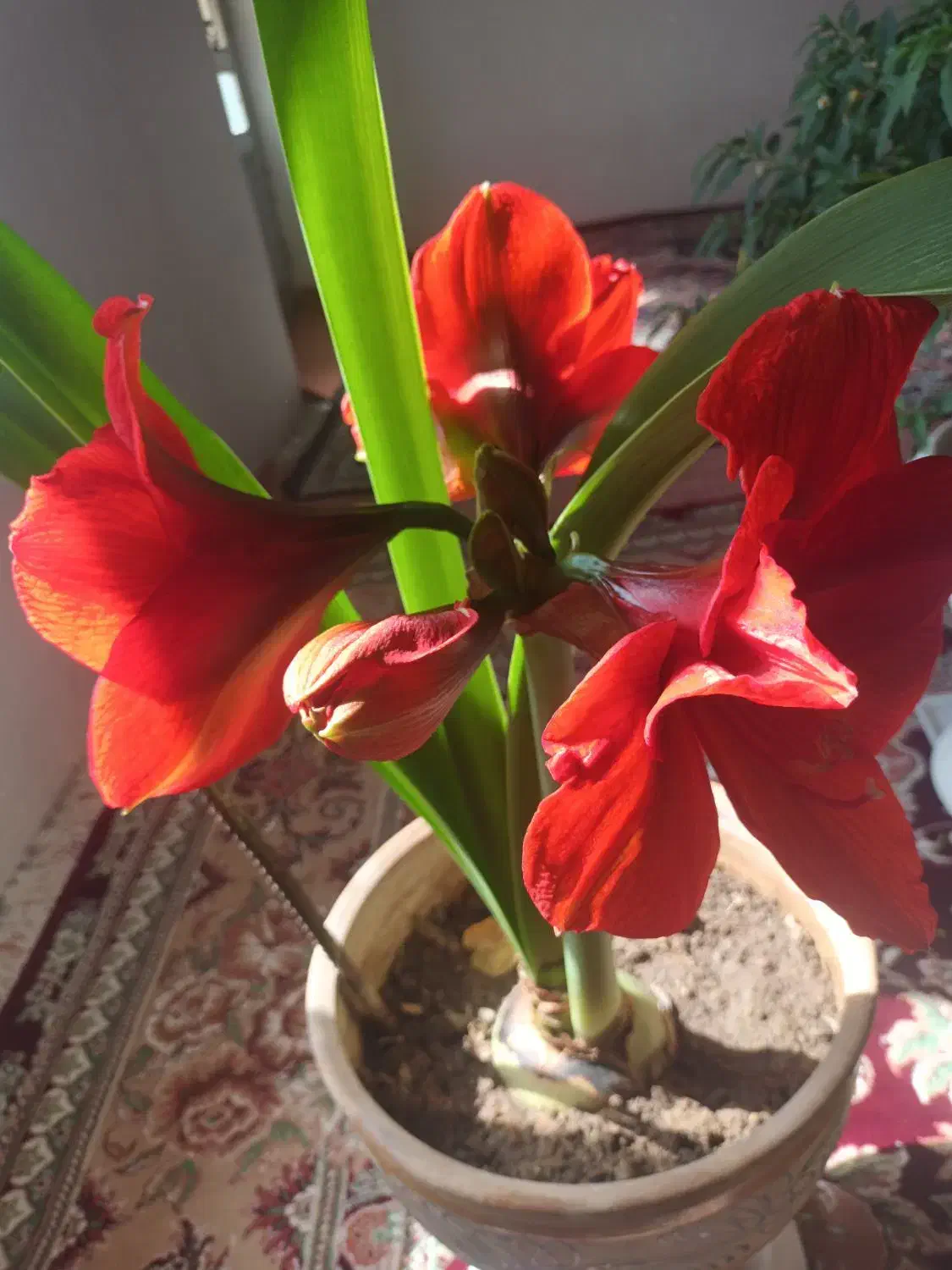 GOLL|گل و گیاه طبیعی|تهران, ارم|دیوار