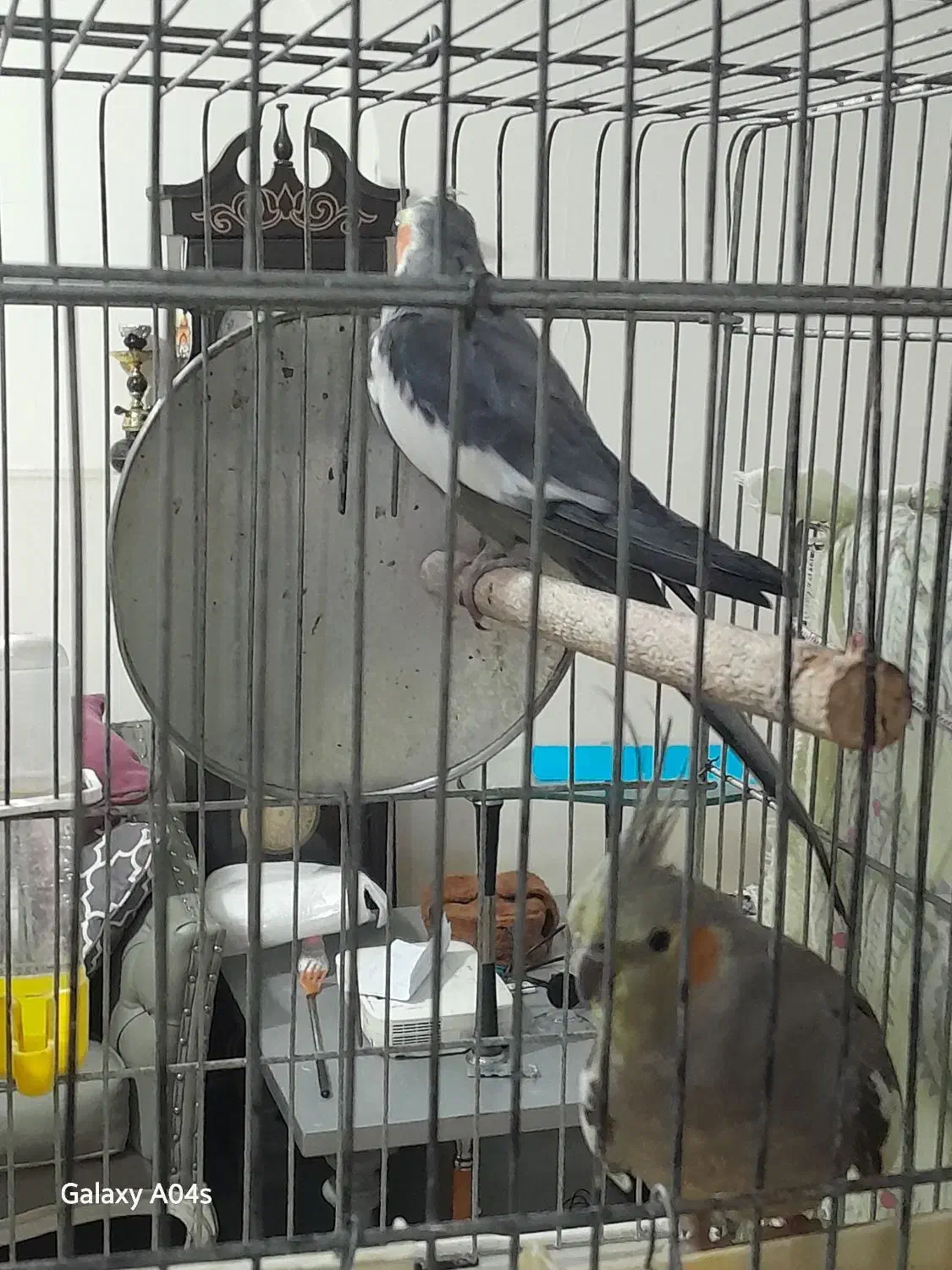 عروس هلندی|پرنده|صباشهر, |دیوار