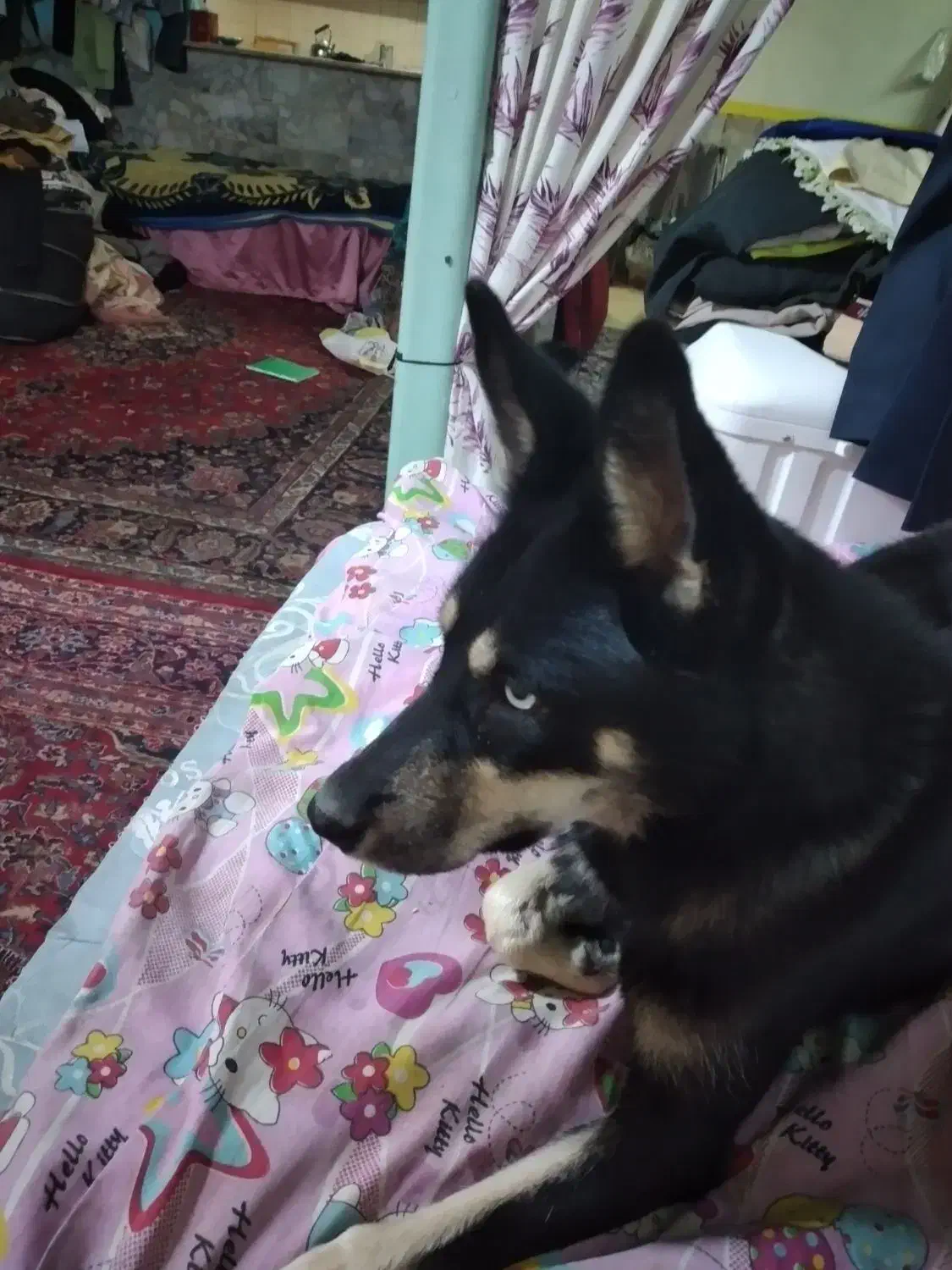 سگ هاسکی چشم یخی اصیل ماده|سگ|مشهد, مصلی (کارمندان اول)|دیوار