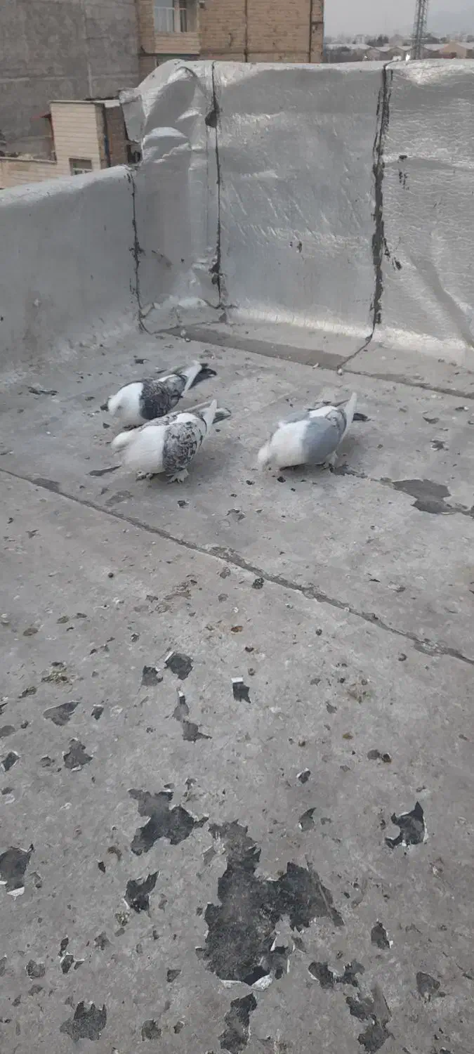 پرنده|پرنده|فردیس, شهرک شهید حسینی|دیوار