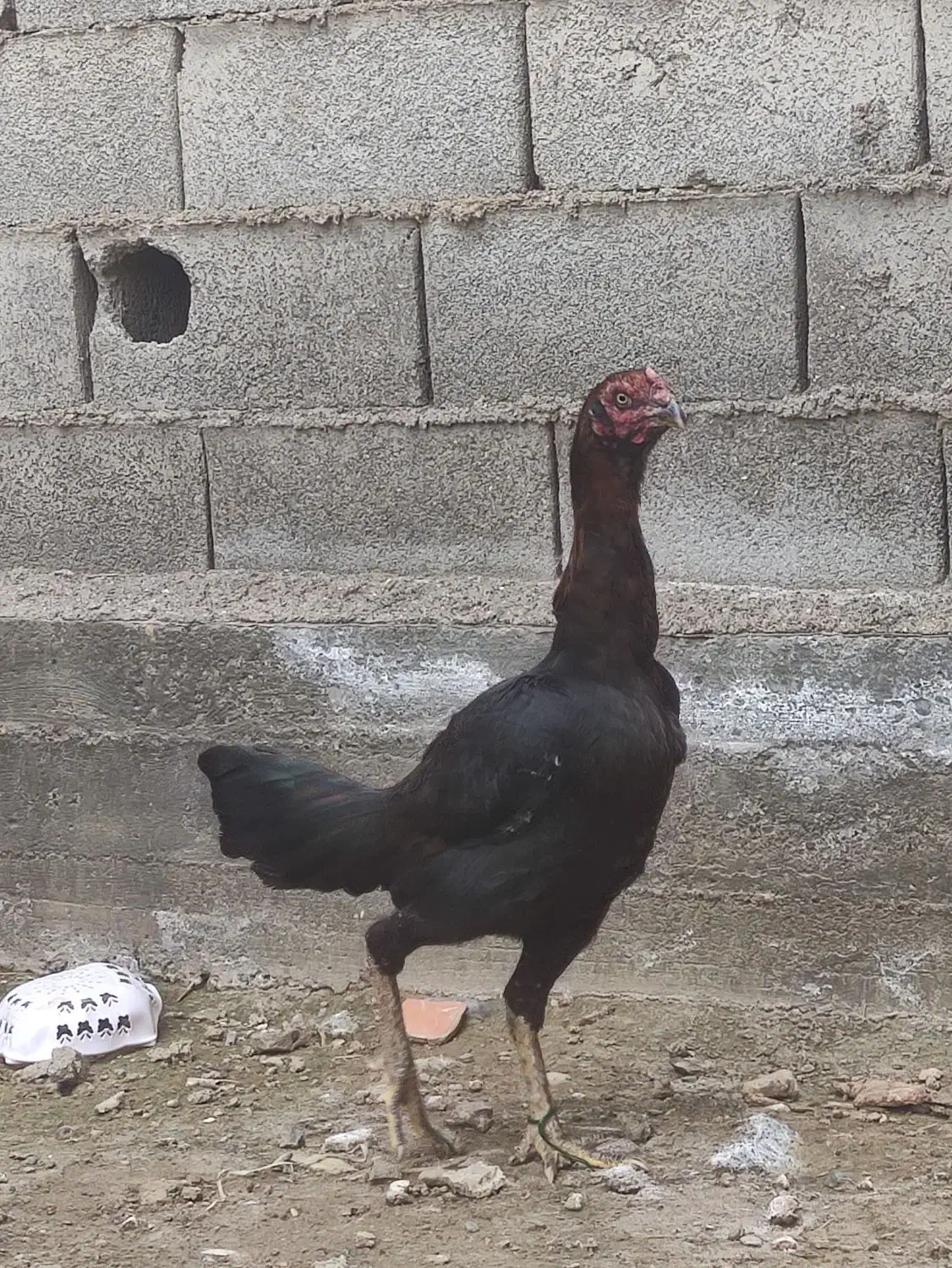 مرغ لاری|حیوانات مزرعه|سیمین شهر, |دیوار