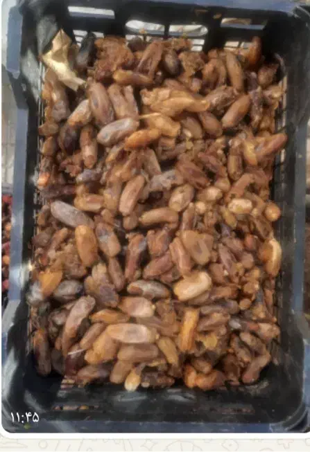 خرما شیرازی مخصوص دوشاو|خوردنی و آشامیدنی|ایوان, |دیوار