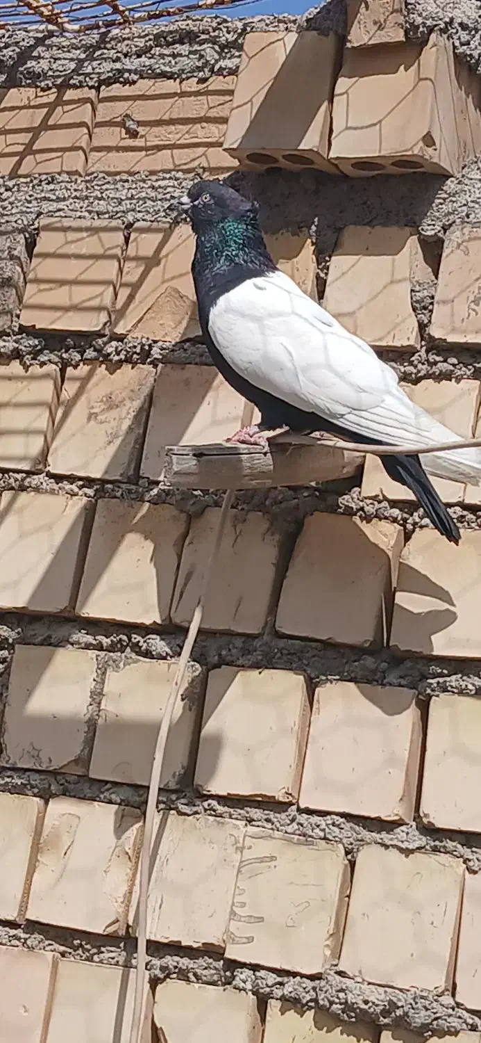 کفتر|پرنده|خرمشهر, |دیوار