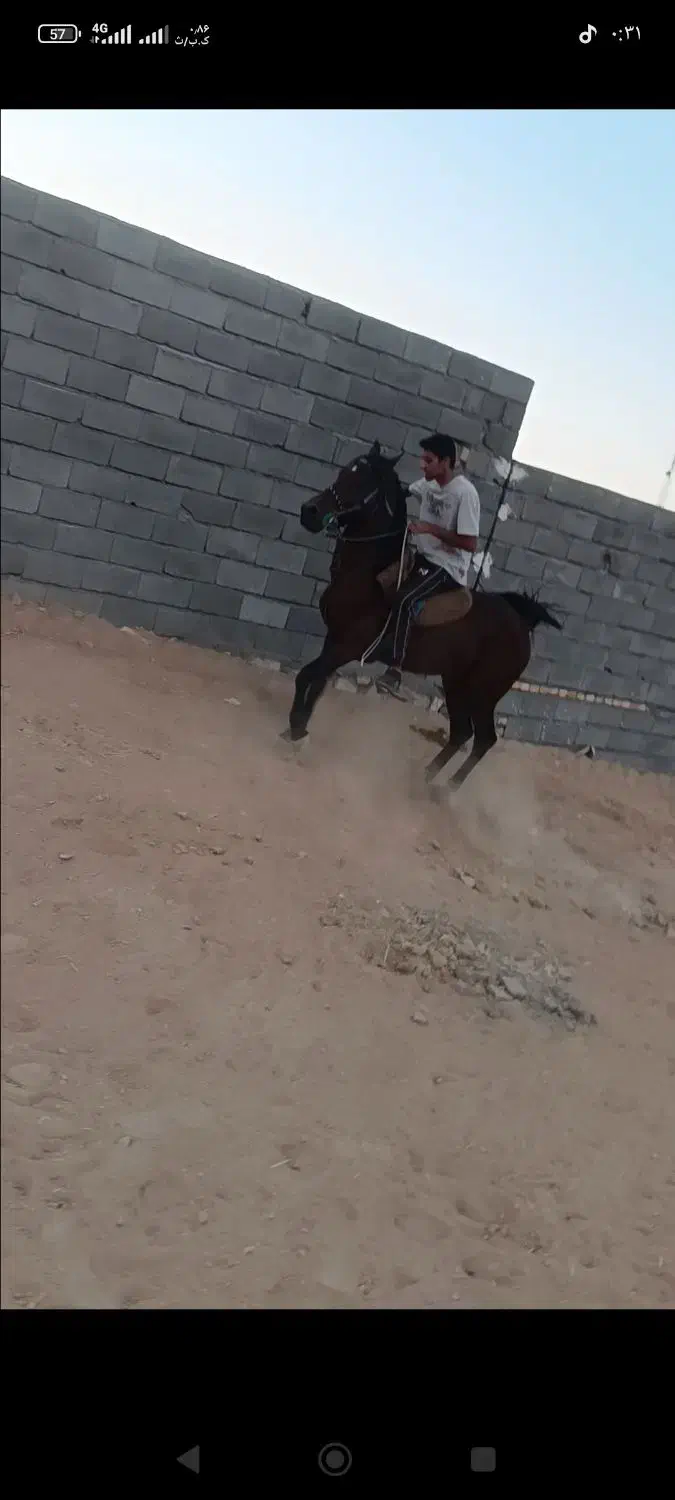 اسب نریان|اسب و تجهیزات اسب‌سواری|هرسین, |دیوار