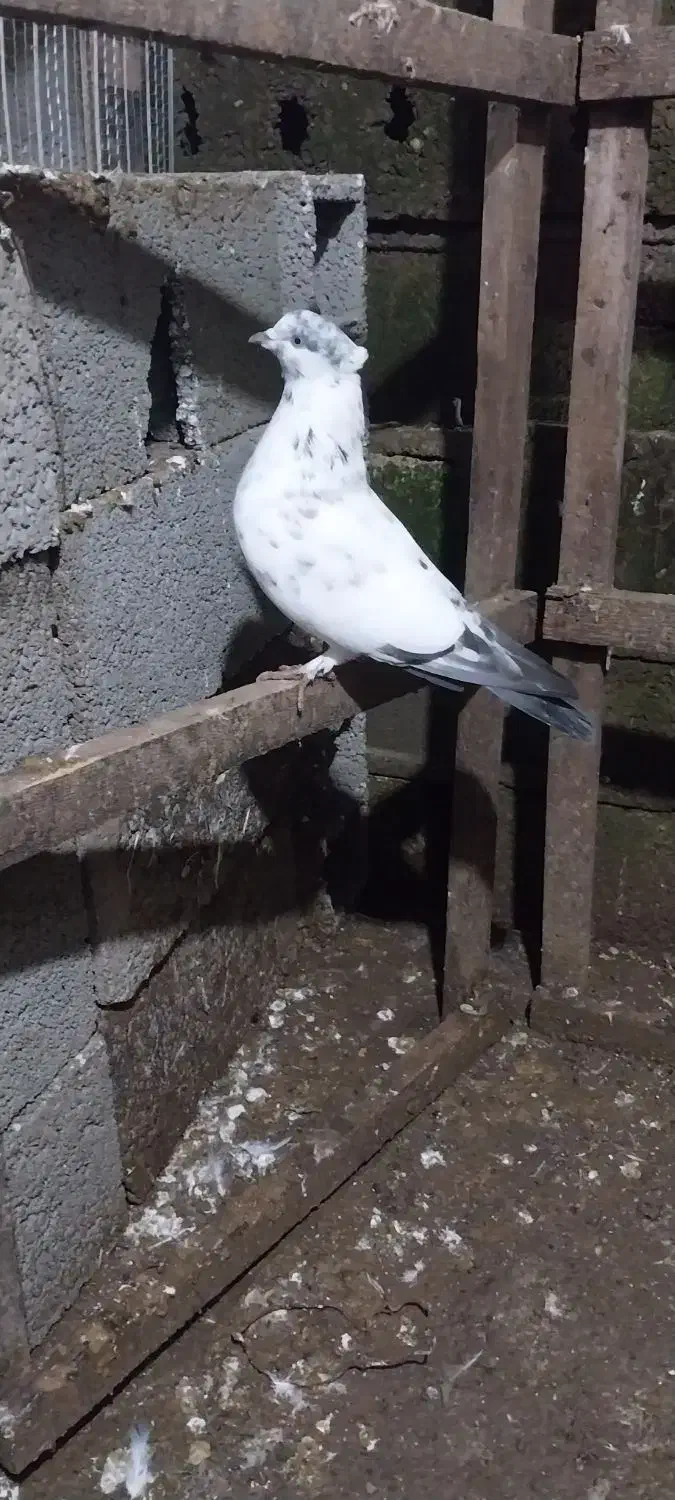 دونه ای ۱۷۰|پرنده|آستانه اشرفیه, |دیوار